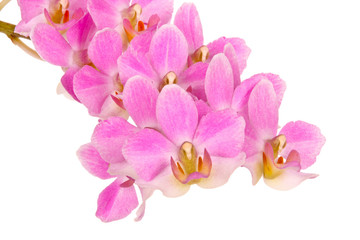Fototapeta na wymiar Orchidee, freigestellt