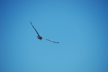 Obraz premium Le pélican dans le ciel