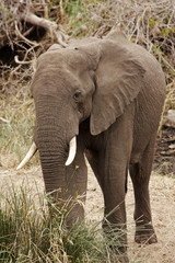 Elephant in riverine bush