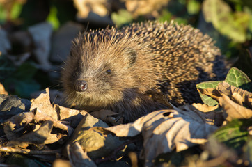 Hedgehog (Erinaceus europaeus) © S.R.Miller