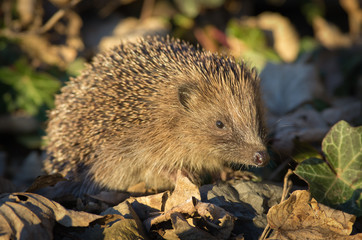 European Hedgehog