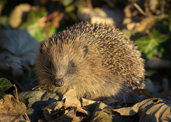 Hedgehog