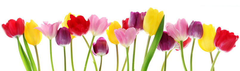 Wiosenne tulipany kwitnące w rzędzie - obrazy, fototapety, plakaty