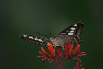 Schmetterling