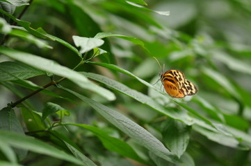 Schmetterling