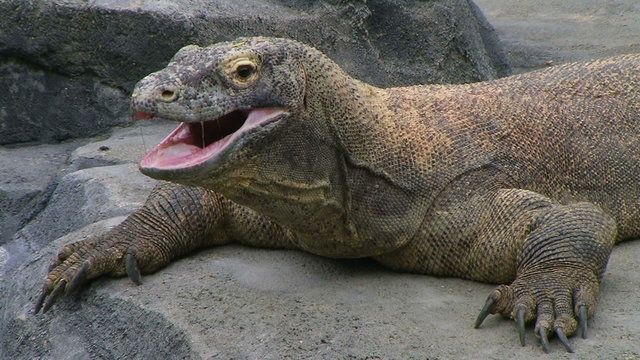 Komodo Dragon Yawning
