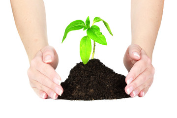 Human hands hold and preserve a young plant