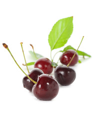 ripe cherries with leaves