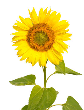 sunflower, isolated on white