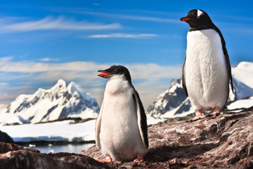 two penguins resting