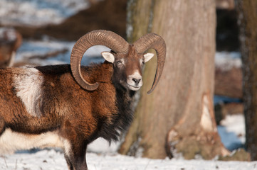 Mufflon im Winter