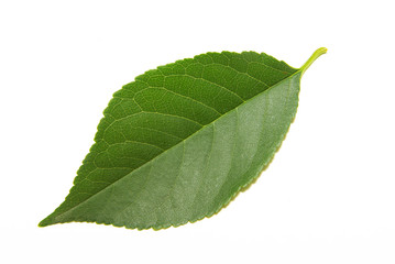 Obraz premium leaves