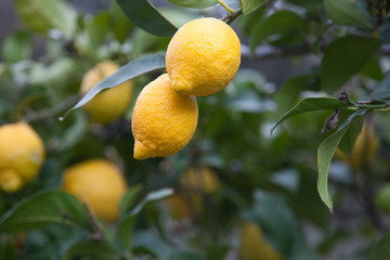 Limones