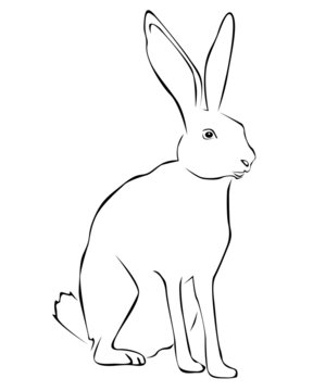 Tracing of a hare