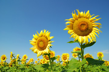 sunflowers