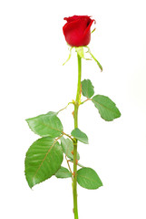 Obraz premium rose