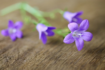 Zarte blaue Blüten der Glockenblume auf rustikalem Holztisch