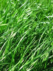 fresh grass background