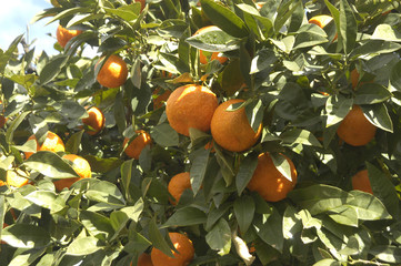 Naranjas en el naranjo 94