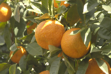 Naranjas en el naranjo 96