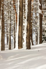 Fototapeta premium 落葉松林