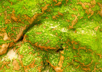 Moss on stone wall pattern in coast shore