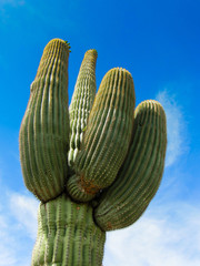 Saguaro Kaktus in Sonora Wüste, Arizona, USA