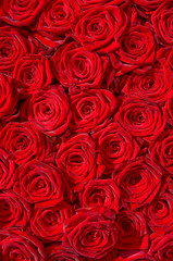 Rote Rosen, Symbol für Liebe, Edelrosen, Hochzeit - 29504531