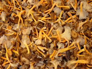 Background - Cantharellus lutescens