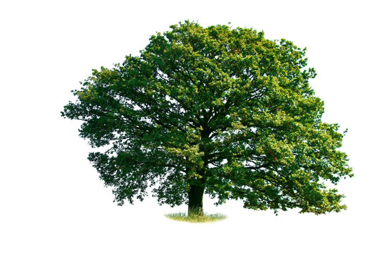 Oak tree isolated