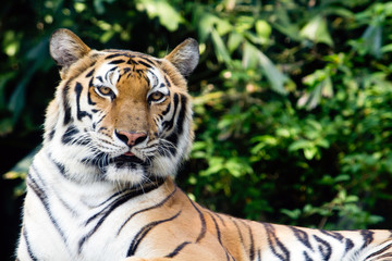Fototapeta na wymiar Tygrys bengalski w zoo patrząc na coś