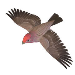 Bird Purple Finch Male. 3D rendering with clipping path and