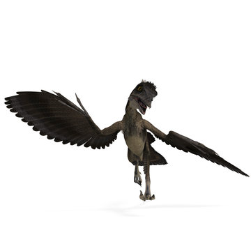 Dinosaur Archaeopteryx. 3D rendering with clipping path and