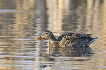 Mallard, Wild Duck, Anas platyrhynchos