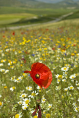 Priamavera in arrivo 2