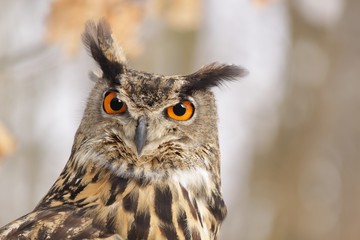 Beautiful Eagel owl Bubo Bubo