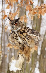 Beautiful Eagel owl Bubo Bubo