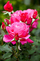 Roses in Bamberg neue residenz, Germany