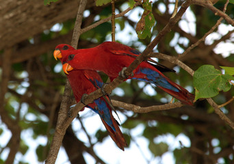 Красный попугай