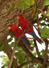 Красный попугай