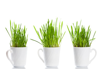 green grass in coffee cups