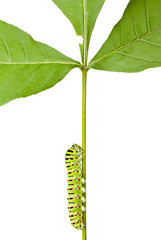 caterpillar climbing on stem © abet