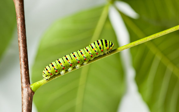 Side View of Green caterpillar in  garden