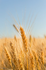 gold ears of wheat under sky