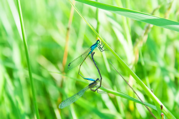 Two dragonflies