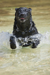 Perro