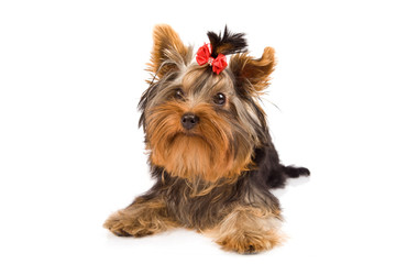 Yorkshire Terrier - Dog