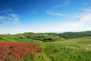 Early summer landscape