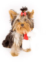 Yorkshire terrier with christmas scarf - dog