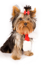 Yorkshire terrier with christmas scarf - dog